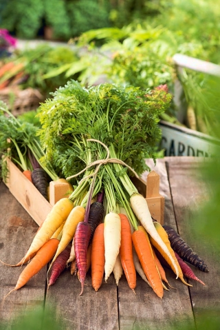 गाजर मल्टीकोल किस्म मिक्स - बीज टेप - 