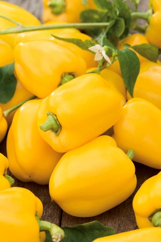 コショウ「オリビア」 -  65種子 - Capsicum L. - シーズ