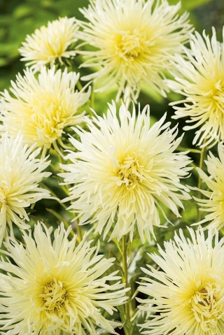 Callistephus chinensis - Lemon - semillas