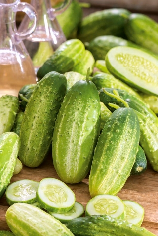 Kumara "Maksimus" - SEAP TAPE - Cucumis sativus - semena