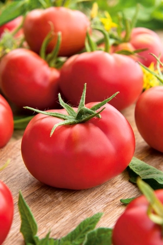 Tomato "Hubal" - field variety ideal for preserves