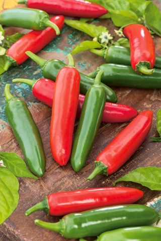 فلفل دلمه ای "Serrano" - انواع داغ - 