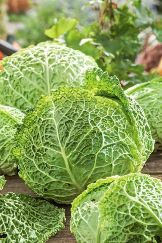 Cavolo verza - Vertus 2 - 640 semi - Brassica oleracea var. sabauda