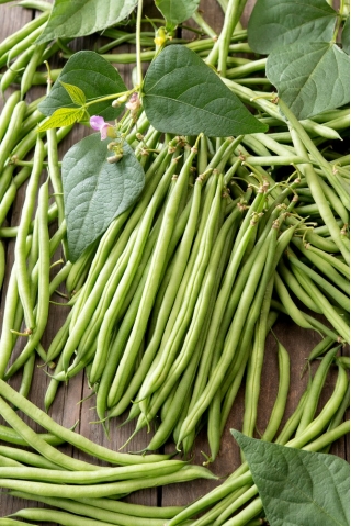 ドワーフの緑のインゲン豆「Jaga」;緑色の豆、スナップ豆 - 