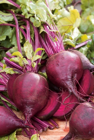 BIO บีทรูท "ดีทรอยต์ 2" - เทปเมล็ด - เมล็ดอินทรีย์ที่ผ่านการรับรอง - 