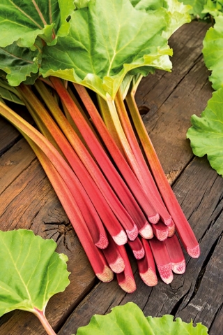 대황 "빅토리아"-50 g - 