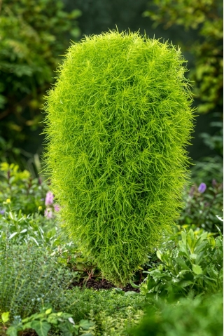 Kochia seeds - Kochia scoparia