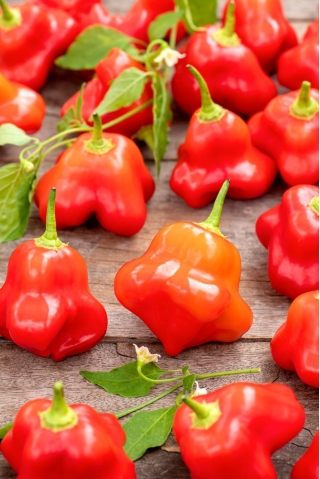 الفلفل الحار "جرس الزينة" - 