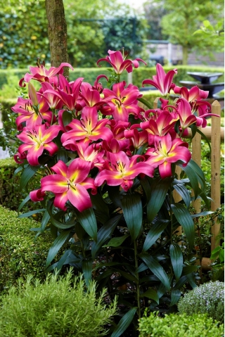 لیلی "امپولی" - 