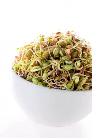 แตกหน่อเมล็ด - "ฟิตเนส" ผสม - 