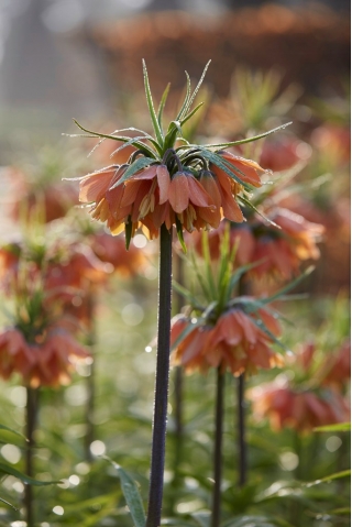 כתר אימפריאלי - ברהמס - חבילה גדולה! - 10 יח '; חזה קיסרי, כתר קייזר - 