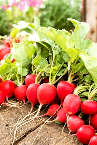 الفجل روتا - روما - جذور حمراء مستديرة - 