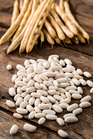 豆珍珠（Perelka）-干种子 - 