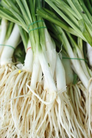 웨일스 어 양파 "바이칼"- 오래 견디고 맛있는 그린 - 750 종 - Allium fistulosum  - 씨앗