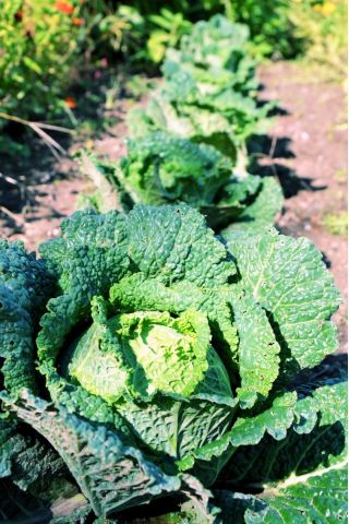 Cavolo verza - Vertus 2 - 640 semi - Brassica oleracea var. sabauda