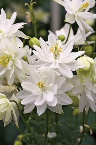 Paprastasis sinavadas - White Barlow - Aquilegia vulgaris