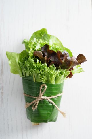 홈 가든 - 양상추 다양 믹스 - 실내 및 발코니 재배 - 900 종자 - Lectuca sativa  - 씨앗