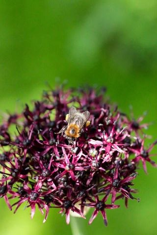 Allium Atropurpureum - 5 củ