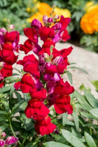 נמוך לוע הארי לועה "Aramis" - אדום - Antirrhinum majus - זרעים