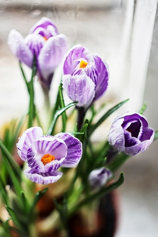 Crocus King of the Striped - Large Pack! - 200 pcs.