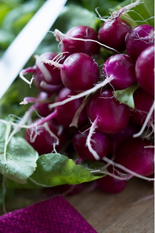 무 "비올라"- 생생하게 보라색 껍질 - 425 종자 - Raphanus sativus L. - 씨앗