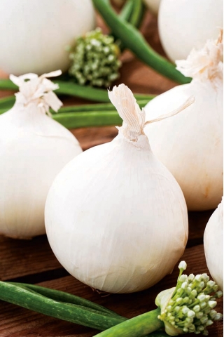 प्याज "अगोस्ताना" - सफेद, मध्यम प्रारंभिक किस्म - 1250 बीज - 