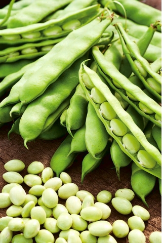 Hagebønne - Coco Nain Blanc Précoce - Phaseolus vulgaris L. - frø