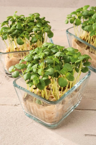 Microgreens - Basilicão - Sweet Large - 1950 sementes - Ocimum basilicum