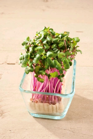 Microgreens - Repolho - vermelho - 1080 sementes - Brassica oleracea,convar. capitata,var. rubra.