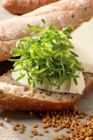 Blakinė kalendra - Microgreens - 400 sėklos - Coriandrum sativum