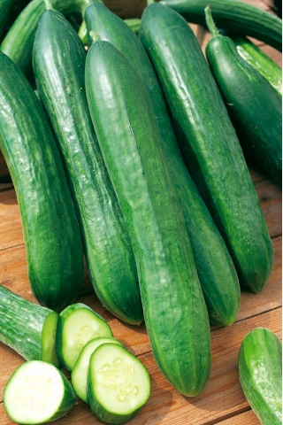 오이 테사 씨앗 - 쿠쿠 미스 사티 부스 - 105 종 - Cucumis sativus