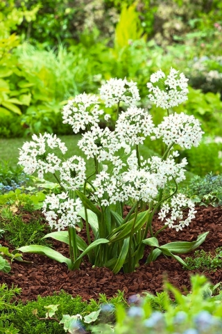 Allium Cowanii - 20 củ