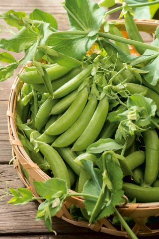 Pea "Boogie" - intensely green, with long tendrils