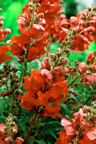 Snapdragon "Sultan" - varietate înaltă, roșu cinabru-roșu - Antirrhinum majus maximum - semințe