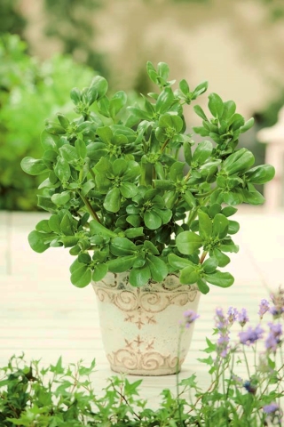 Portulaca oleracea -  Portulaca oleracea - seemned