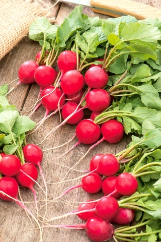 Radieschen 'Saxa 2' - rund, rot - PILLENSAAT