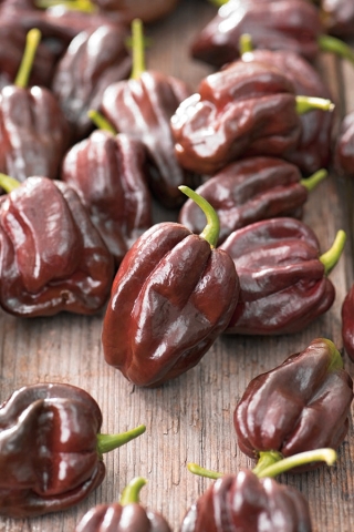 Τσίλι πιπέρι "Habanero Chocolate" - εξαιρετικά ζεστή, σκούρα καφέ ποικιλία - 