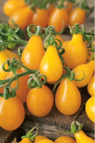 필드 토마토 "물방울"-노랑, 배 모양의 과일 - 