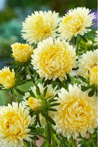 Dwarf aster "Ksantypa" - yellow