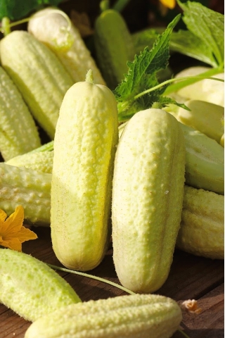 Paprastasis agurkas - White Wonder - 80 sėklos - Cucumis sativus