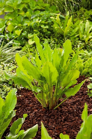 Engsyre - Belwilski - 1600 frø - Rumex acetosa