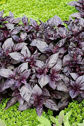 Crveni bosiljak "Dark Opal" - 