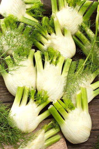 フェンネル「ドゥードゥフローレンス」【隔年】フィレンツェフェンネル、フィノキオ - 