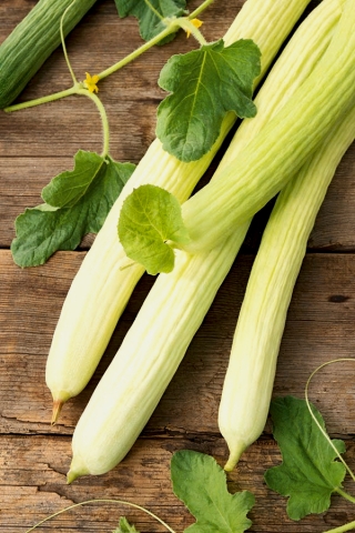 แตงกวาอาร์เมเนีย "Fegouz" - หลากหลายสีเขียวอ่อน - 