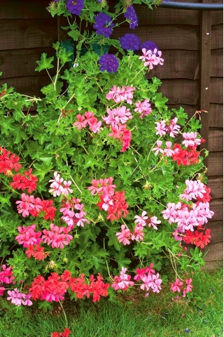 Hängende Pelargonie 'Speedy Mixed'