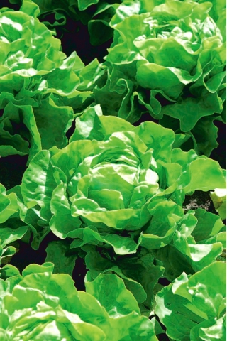 ผักกาดหอม "Cassini" - SEED TAPE - 