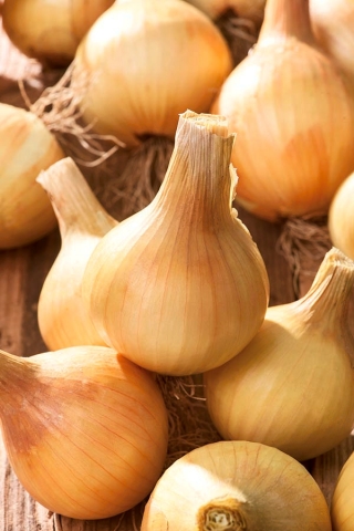 タマネギ「Wolska」 - 扱われた種 - Allium cepa - シーズ