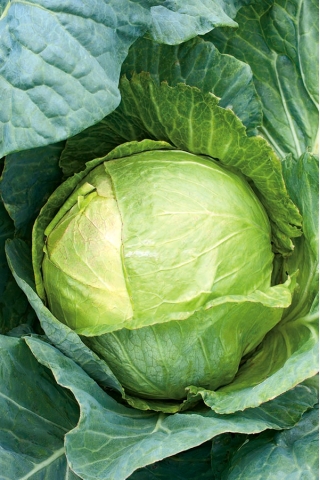 하얀 머리 양배추 '조라'- 아주 일찍, 모돈에서 수확까지 60 일. -  Brassica oleracea var.capitata - Zora - 씨앗