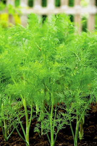 정원 딜 "삼손"-반복 수확, 청록색 품종 - 