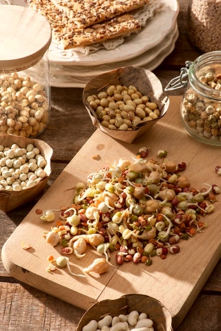 免疫システムを強化するもやし -  - シーズ